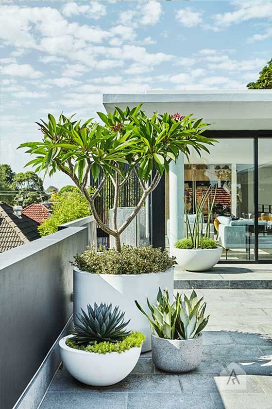 Large Plants Outdoor